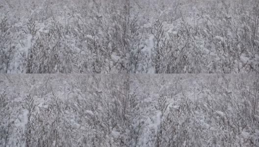 冬天草地上的植物被白雪覆盖着。雪暴风雪。下降的雪花。冬天的季节。自然景观。天气。综观天气预报。圣诞快乐。新年。高清在线视频素材下载