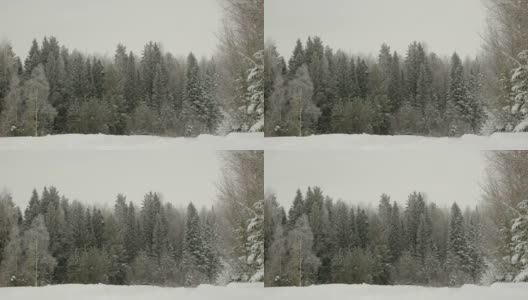 野生森林背景。下雪的冬天。UHD 4 k的视频高清在线视频素材下载