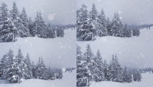 树枝上美丽的蓬松的雪。雪花从云杉树枝上美丽地飘落下来。冬天的童话，树在雪中囚禁。冬天下雪的录像高清在线视频素材下载