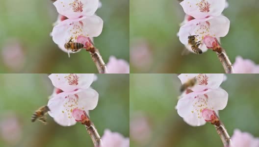 (选择性焦点)近距离观看蜜蜂收集花蜜从樱花的一些雌蕊在开花季节，日本京都高清在线视频素材下载