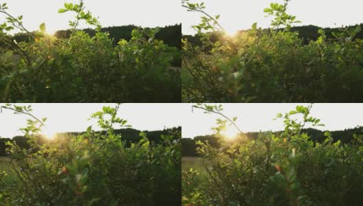 在金色日落波兰景观的高草灌木丛和灌木的绿色田野草地高清在线视频素材下载