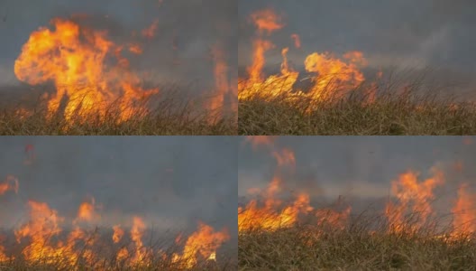 巨大的火焰燃烧着周围的自然。干燥的草原上的草被巨大的火焰燃烧着。森林草原的野火高清在线视频素材下载