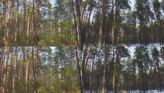 在一个阳光明媚的日子里，松林里的季节从秋天到冬天的变化。镜头缓慢地进入森林深处。高清在线视频素材下载