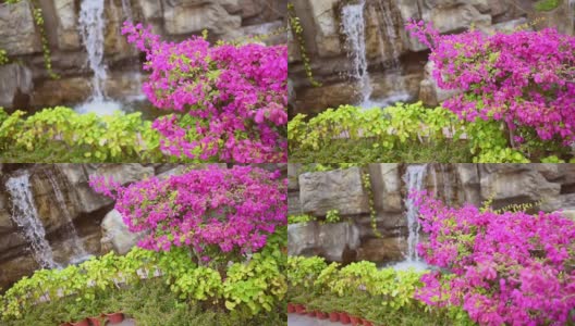 美丽的热带粉红色花朵和绿色植物在自然亚洲公园的岩石瀑布。水落自然池，度假旅游度假区概念背景。高清在线视频素材下载