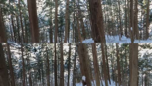 日本美丽的冬天，霜冻的松树上覆盖着积雪高清在线视频素材下载