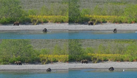 熊是危险的野生动物，河岸上的朋友吃鱼阿夫基高清在线视频素材下载
