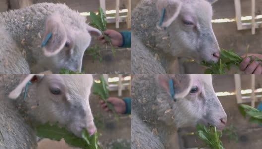 在小型有机农场里，孩子们用手给可爱的小羊羔喂食新鲜的绿草高清在线视频素材下载