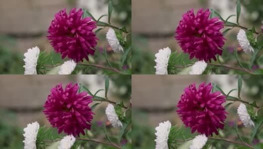 花园里美丽的秋花高清在线视频素材下载