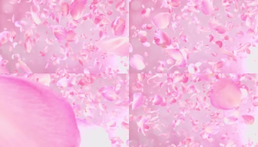 粉红色玫瑰花瓣下落可循环背景在4K高清在线视频素材下载