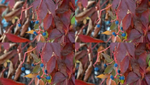 黑莓和秋天的红叶高清在线视频素材下载