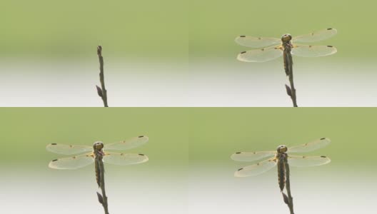 四斑羚(Libellula quadrimaculata) -兴安自然保护区高清在线视频素材下载