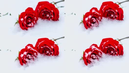 雪花落在玫瑰花上高清在线视频素材下载