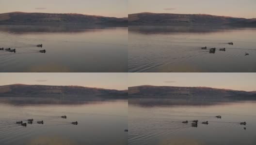 日落时分，一群鸭子漂浮在平静的湖面上。采用针高清在线视频素材下载