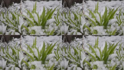 绿油油的草地上覆盖着一层雪，在春季降雪期间特写。高清在线视频素材下载