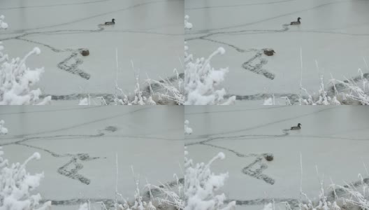 鸭子和飘落的雪高清在线视频素材下载