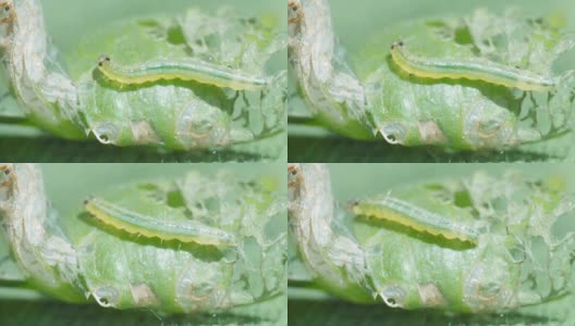 黄指虫包括绿叶、大叶黄豆绿毛虫高清在线视频素材下载