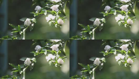 Closeup of Brunfelsia uniflora flower高清在线视频素材下载