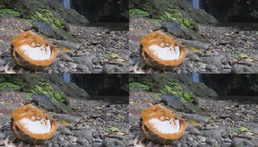 丛林里的一半椰子高清在线视频素材下载