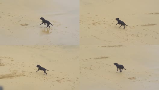 慢镜头:一只小黑狗跑上沙滩，在沙滩上留下爪印。高清在线视频素材下载