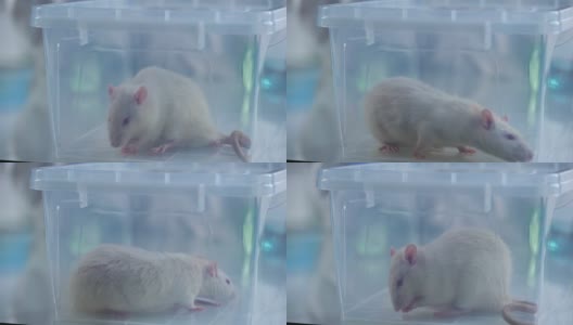 可爱的小白鼠塑料箱，兽医诊所服务，科学实验高清在线视频素材下载