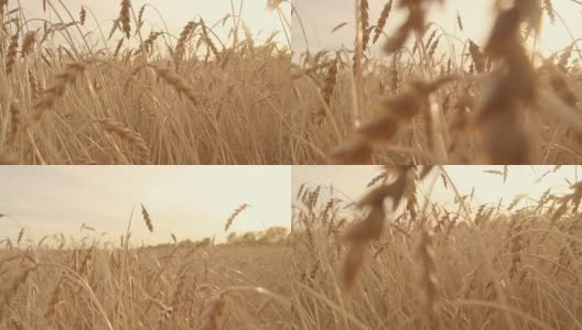 镜头缓慢地穿过金色的麦田。成熟的小麦的耳朵。收获高清在线视频素材下载