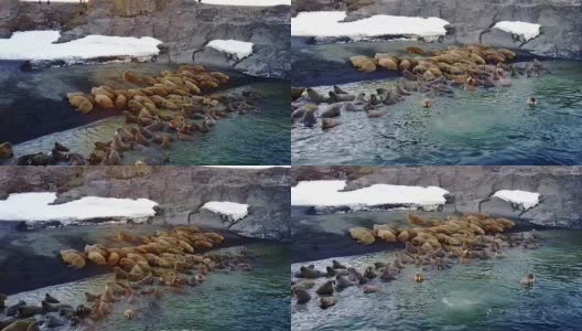 北冰洋海岸上的海象在“新地球”上独特的视频鸟瞰画面。高清在线视频素材下载