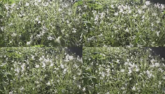 野菊花白花迎风摇曳。春天。Stellaria是石竹科的一种开花植物高清在线视频素材下载