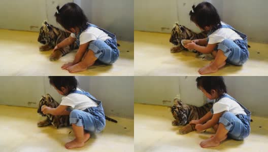 亚洲可爱的小女孩享受与小老虎。高清在线视频素材下载