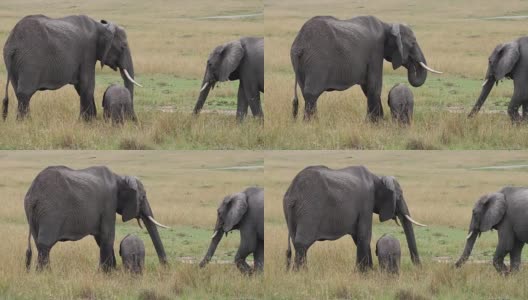 非洲象，loxodonta africana，群吃草，马赛马拉公园在肯尼亚，实时4K高清在线视频素材下载