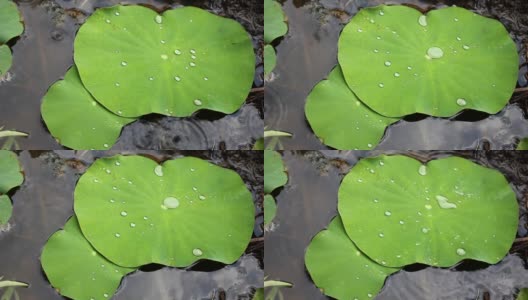 雨落荷叶电影高清高清在线视频素材下载