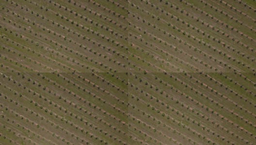 空中:飞越橄榄树种植园，垂直视野高清在线视频素材下载