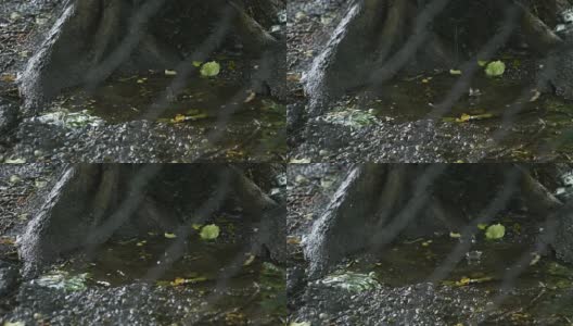 雨滴滴落在树根附近的水坑里，透过金属栅栏可以看到高清在线视频素材下载