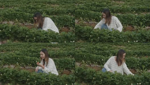 亚洲妇女在农场采摘草莓高清在线视频素材下载