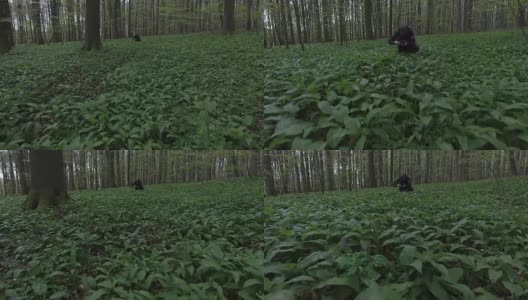 摄影师准备拍摄绿色的森林矮林高清在线视频素材下载