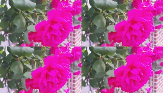 红花红花绿叶的4K视频在秋天的新鲜空气中移动高清在线视频素材下载