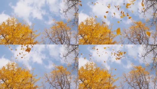 低角度的金色银杏叶飞行与蓝天和银杏森林背景，慢镜头b卷镜头。高清在线视频素材下载