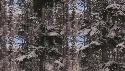 近距离拍摄美丽的无人机或镜头常绿森林在冬季阳光明媚的一天。一个自然奇观，安静的旅游胜地。探险旅游目的地高清在线视频素材下载