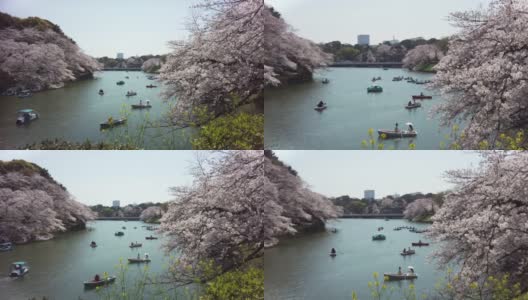 樱花盛开在千代田区九段市，东京高清在线视频素材下载