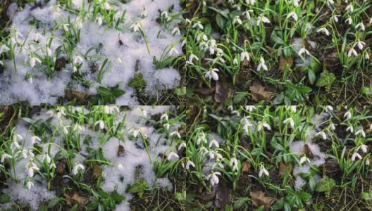 初春，雪花莲在冰雪融化的草地上迅速绽放高清在线视频素材下载