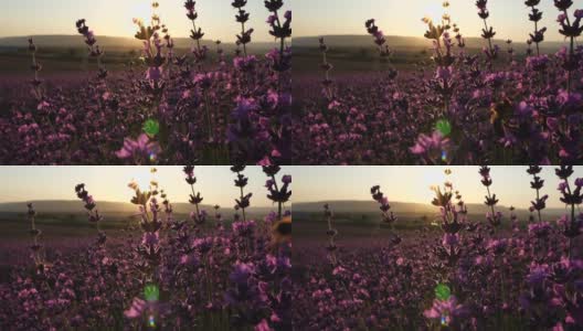 日落时分田野里盛开的薰衣草。普罗旺斯,法国。关闭了。有选择性的重点。缓慢的运动。薰衣草花的春天背景与美丽的紫色和散景灯高清在线视频素材下载