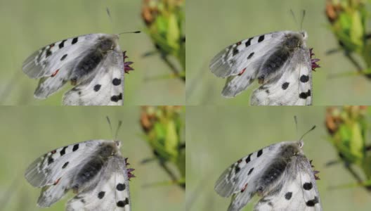 阿波罗(Parnassius Apollo)是一只日间蝴蝶。沿着翅膀的外缘有一条宽的灰色条纹，白色的斑点合并成一条狭窄的条纹。上翼有5个黑点高清在线视频素材下载