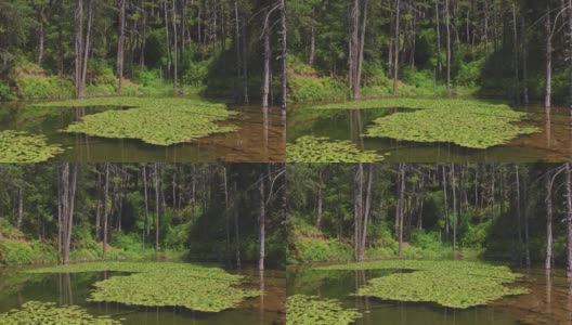 4K空中湖与睡莲(佐里卡湖)-伊庇鲁斯，Metsovo，希腊高清在线视频素材下载