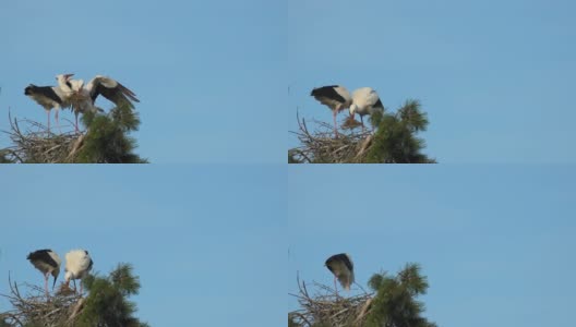 早春交配季节的一对白鹳。雄企鹅在飞行中抵达巢穴的慢镜头。高清在线视频素材下载