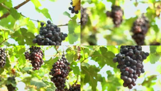 电影倾斜:葡萄园里的红葡萄高清在线视频素材下载