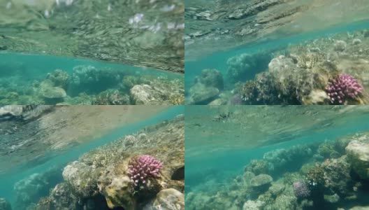 浅海中的珊瑚礁高清在线视频素材下载