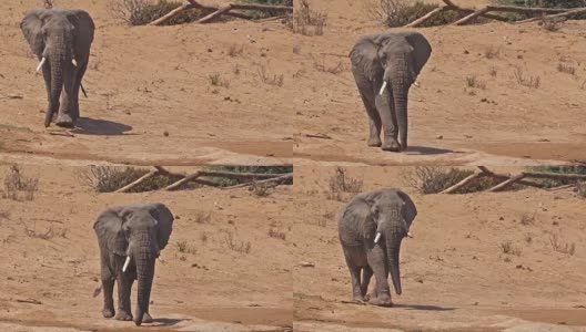 非洲象，loxodonta africana，肯尼亚桑布鲁公园，实时4K高清在线视频素材下载