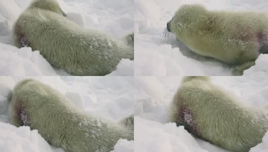 俄罗斯白雪海上的新生海豹。高清在线视频素材下载