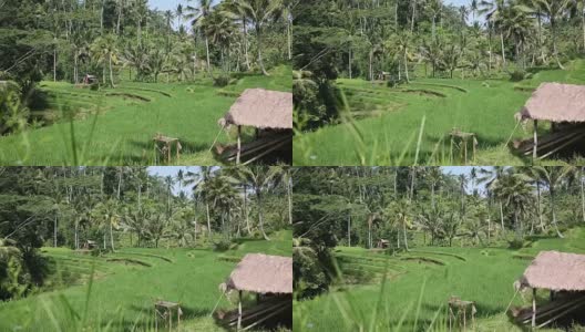 印度尼西亚巴厘岛，水稻田，水稻平台高清在线视频素材下载