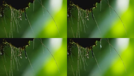 水从苔藓上滴下来高清在线视频素材下载