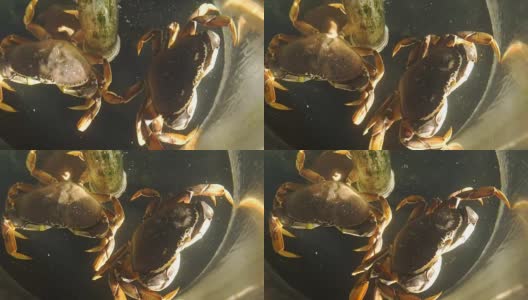 梭鱼地方市场螃蟹高清在线视频素材下载